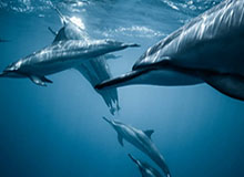 爱游戏app下载-勒布朗养生湖人仍能大胜 背靠背皇帝或拒绝轮休